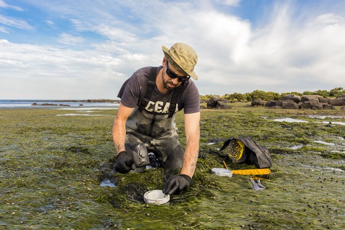 A scientist collects a sediment sample from a tidal seagrass bed.