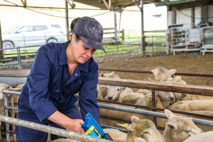 A female farmer tags sheep in pen. She is wearing blue overalls.