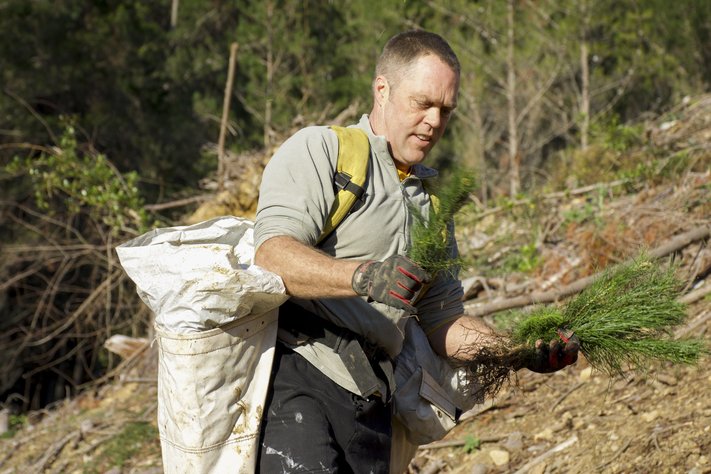 A man holds tree sapling amongst felled trees.
