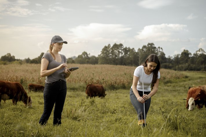 Two female researchers take field sample. Cows graze nearby.