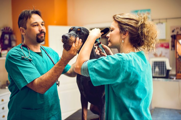 Two veterinarians treat dog in veterinary clinic.