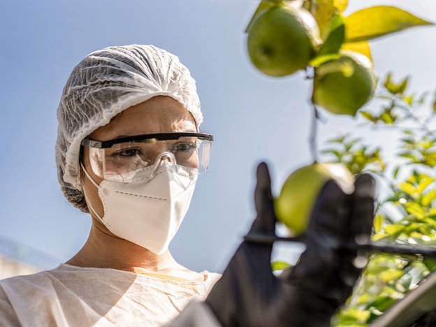 A woman holds and looks at a fejioa, She wears protective mask,glasses and a hair net.