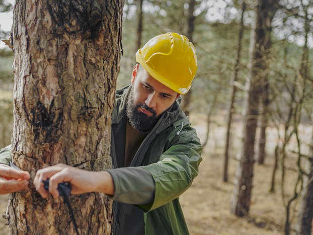 A man measures around a tree in the forest,.He wears a yellow helmet.