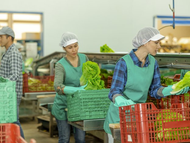Two woman each transfer lettuce from one basket to another. They wear hair nets and green aprons and plastic gloves. There is a man in the background.