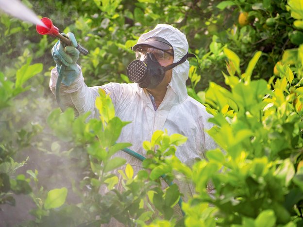 A pesticide handler sprays fruit trees. They are in a protective suit to avoid chemicals.