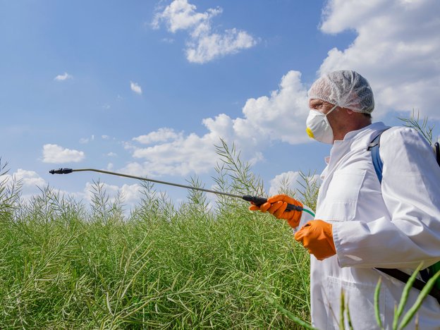 A man wearing a white protective suit, facemask and orange gloves sprays pesticides onto grass in a field.