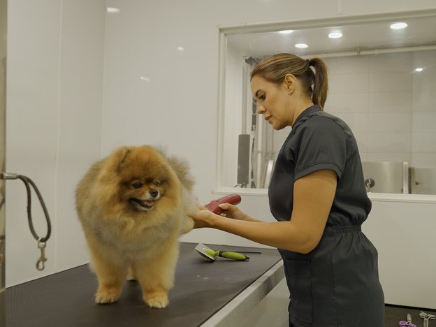 A woman grooms the leg of a small, fluffy, brown dog with a red shaving tool. The dog stands on a bench in front of her.