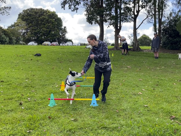 A young woman trains in a park with a black and white dog. The dog is jumping over hurdles.