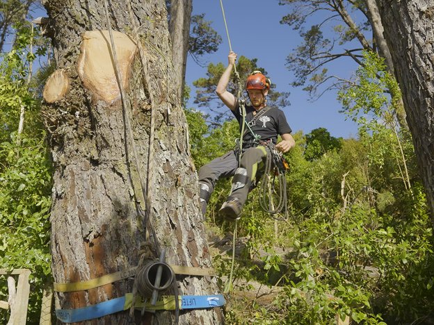 A male wearing an orange helmet, tree climbing equipment and safety wear is attached by a green rope and harness to a tall tree. He is scaling the tree to trim and cut it.