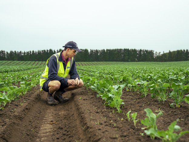 A man crouches in a crop field and looks at a plant.