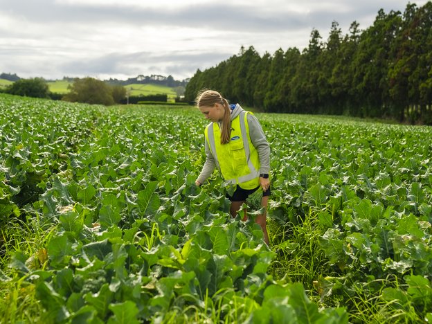 A young woman stands in a large field of green crops outside. She wears a fluorescent yellow vest.