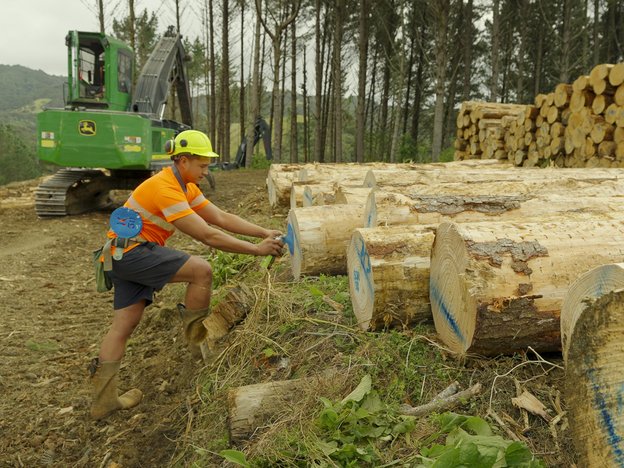 A man spray paints the end of a tree log blue. He wears a yellow helmet, orange high visibility shirt, a tool belt, shorts and brown boots. There is a green excavat in the background