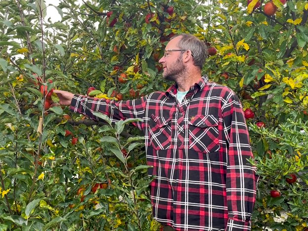 A male picks an apple from a tree.