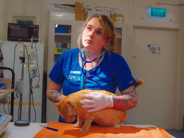 A female vet nurse checks out an orange cat on a vet bed. She wears a blue uniform and uses a stethoscope. They are in a veterinary clinic.