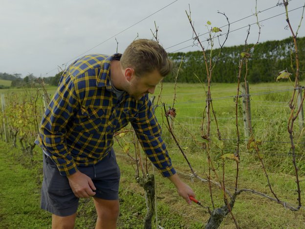 A man kneels down to clip vines in a vineyard.