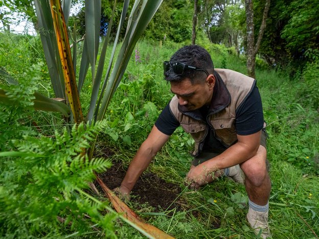 E keri ana he tāne, e mau kākahu ana mō waho, i te one i raro i tētahi pā harakeke i tētahi paranga i te ngahere.