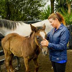 Young woman patting the nose of a pony with a horse behind them.